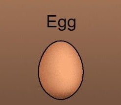 Egg