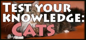 Test Your Knowledge: Cats