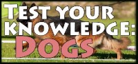 Test Your Knowledge: Dogs