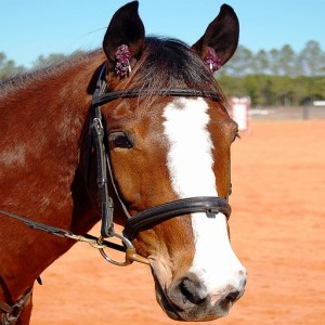 Horses: Spot the Difference