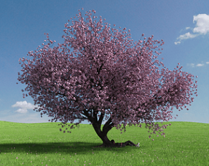 Blossom of Pleasure