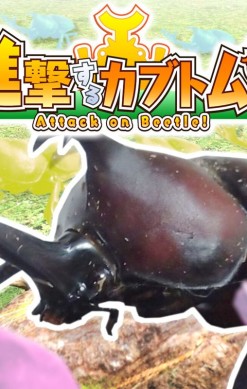 Attack on Beetle