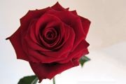 Choice of Romance