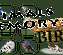 Animals Memory: Birds