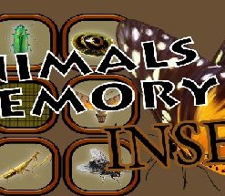 Animals Memory: Insect