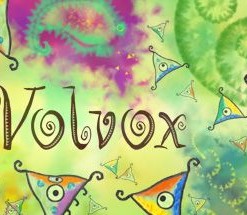 Volvox