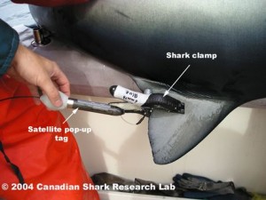 Sharkrunners