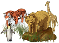 World Riddles: Animals