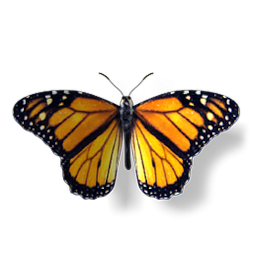 Monarch: The Butterfly King